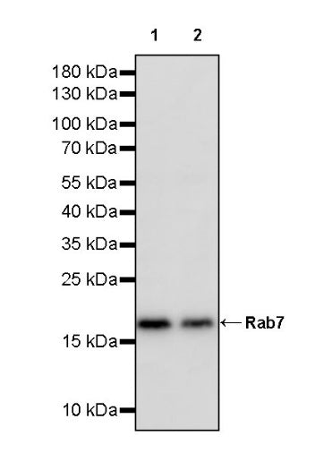 Rab7 Rabbit Polyclonal Antibody