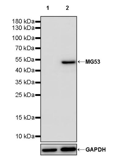 MG53 Recombinant Rabbit mAb (S-1659-10)
