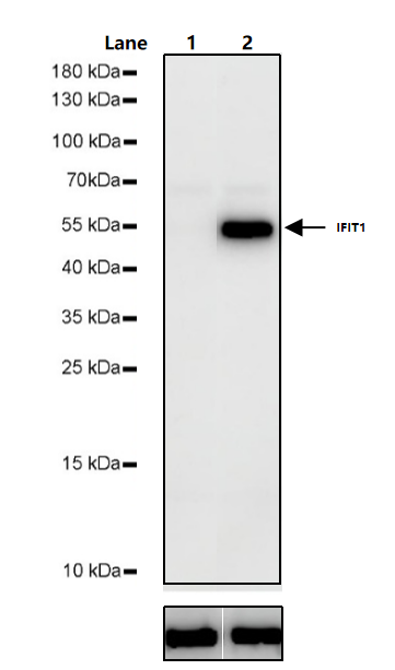 IFN-α 2a Protein, Human