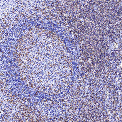 S-RMab® CD3 epsilon Recombinant Rabbit mAb,PBS Only (SDT-R137)