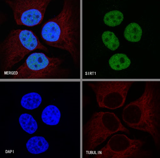 SIRT1 Recombinant Rabbit mAb (S-R297)