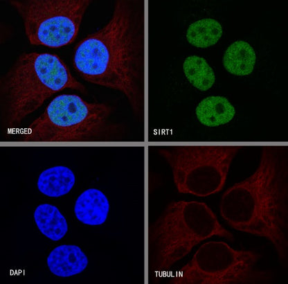 SIRT1 Recombinant Rabbit mAb (S-R297)