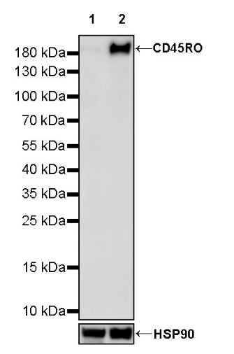Mouse Anti-Human CD45RO Antibody (UCHL1)