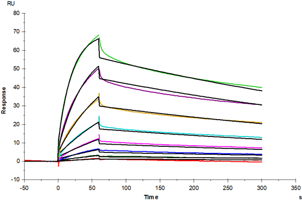 B7-1/CD80 His Tag Protein, Human