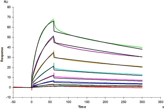 B7-1/CD80 His Tag Protein, Human