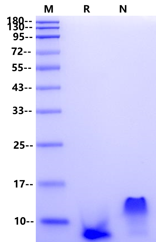EGF Protein, Rat