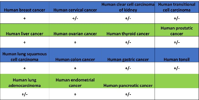 Histone H3 (acetyl K4) Recombinant Rabbit mAb (S-848-137)