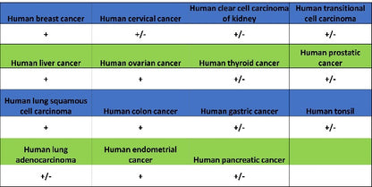 Histone H3 (acetyl K4) Recombinant Rabbit mAb (S-848-137)