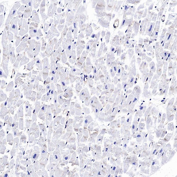 ZO-1 Recombinant Rabbit mAb
