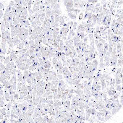 ZO-1 Recombinant Rabbit mAb