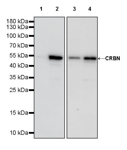 CRBN Recombinant Rabbit mAb (S-2044-2)