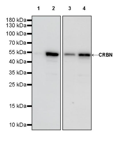 CRBN Recombinant Rabbit mAb (S-2044-2)