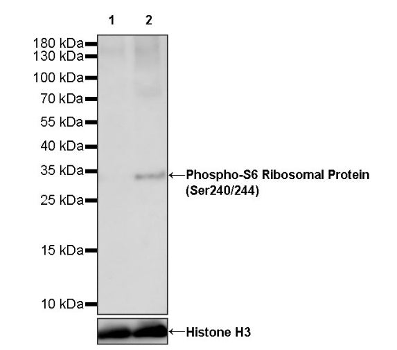 Phospho-S6 Ribosomal Protein (Ser240/244) Recombinant Rabbit mAb (S-R248)