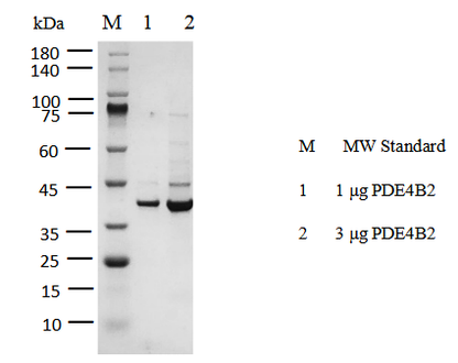 PDE4B2 His Tag Protein, Human