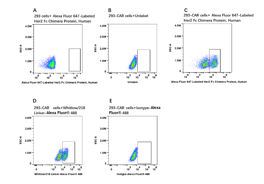 Alexa Fluor 647-Labeled Her2 Fc Chimera Protein, Human
