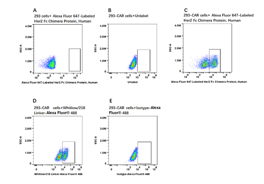 Alexa Fluor 647-Labeled Her2/ErbB2 Fc Chimera Protein, Human