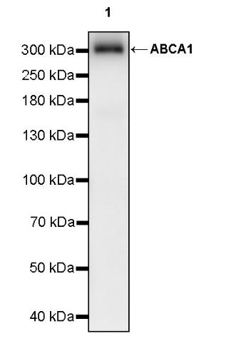 ABCA1 Recombinant Rabbit mAb (S-1887-25)