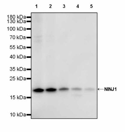 NINJ1 Recombinant Rabbit mAb (S-3109-56)