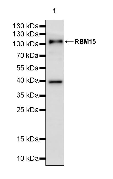 RBM15 Rabbit Polyclonal Antibody