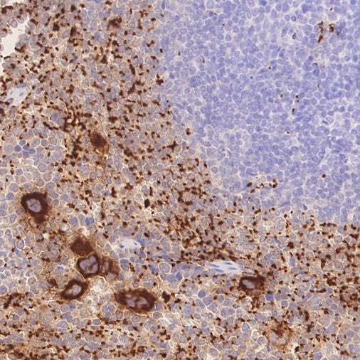 CD42a Recombinant Rabbit mAb (S-2705-46)