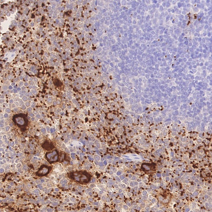 CD42a Recombinant Rabbit mAb (S-2705-46)