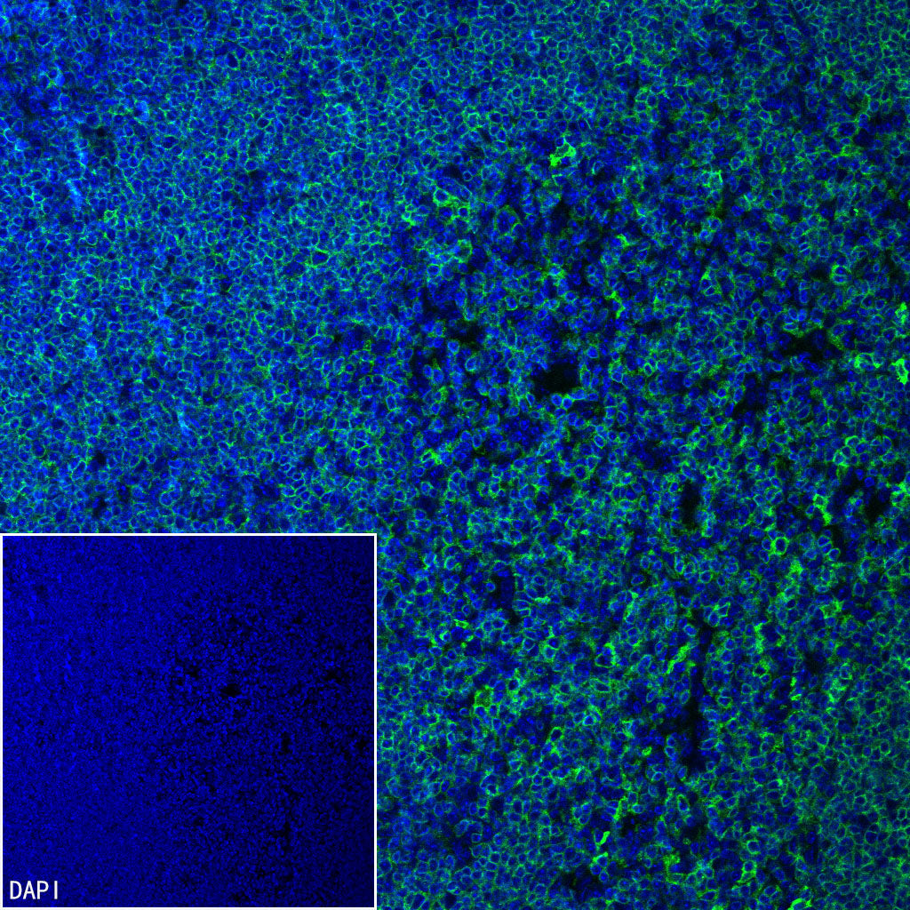 CD4 Recombinant Rabbit mAb (S-6203)
