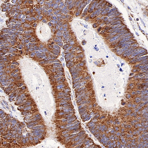Gstk1 Recombinant Rabbit mAb (S-R341)