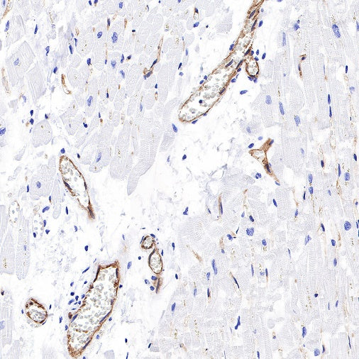 ICAM-2 Recombinant Rabbit mAb (S-R359)