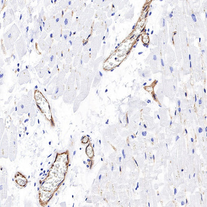 ICAM-2 Recombinant Rabbit mAb (S-R359)