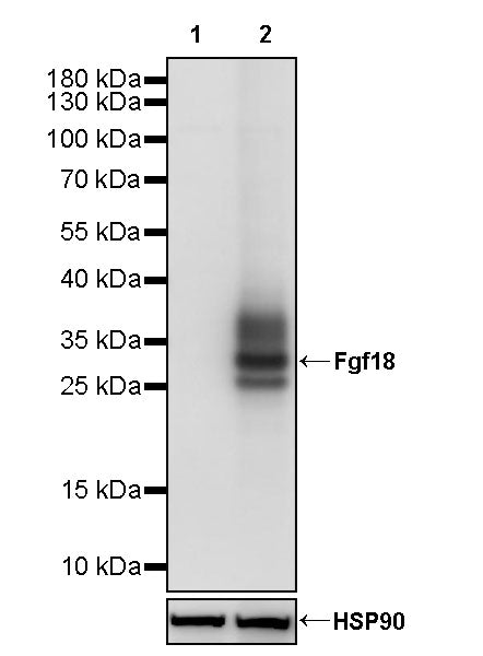 Fgf18 Recombinant Rabbit mAb (S-3580-71)