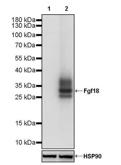 Fgf18 Recombinant Rabbit mAb (S-3580-71)