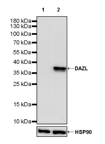 S-RMab® DAZL Recombinant Rabbit mAb (S-1588-3)