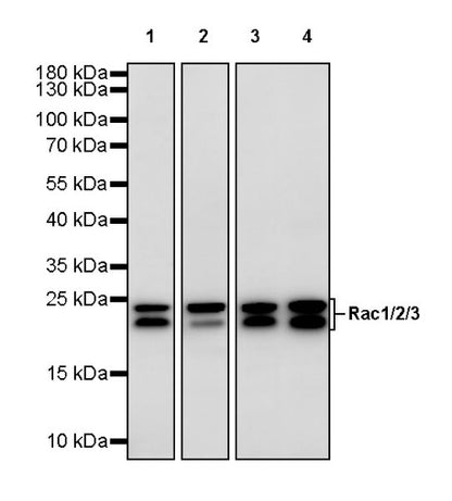 Rac1/2/3 Recombinant Rabbit mAb (S-2720-10)