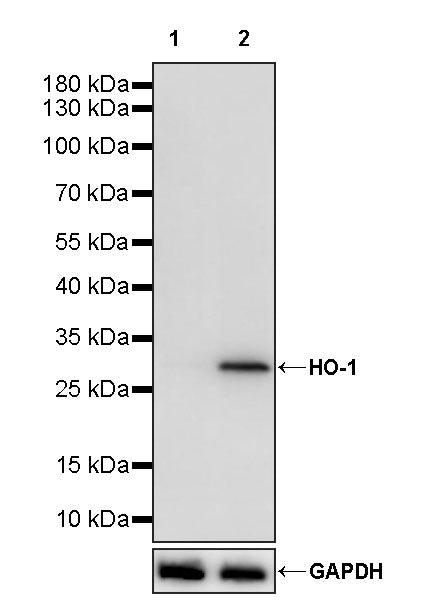 HO-1 Rabbit Polyclonal Antibody