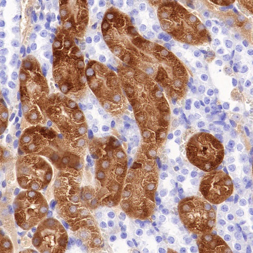 Glutamine Synthetase (GS) Recombinant Rabbit mAb (SDT-549-25)
