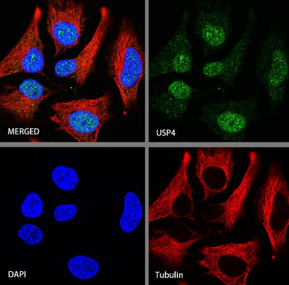 USP4 Recombinant Rabbit mAb (S-1434-6)