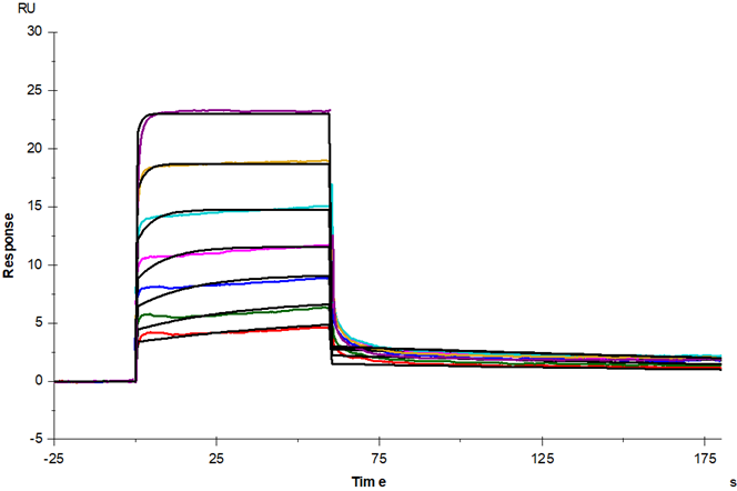M-CSF Protein, Human