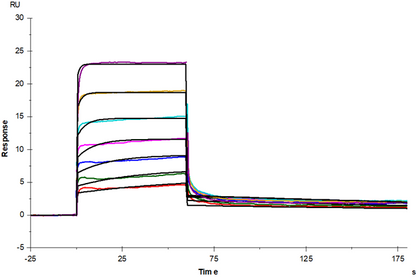 M-CSF Protein, Human
