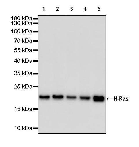H-Ras Recombinant Rabbit mAb (S-1017-79)