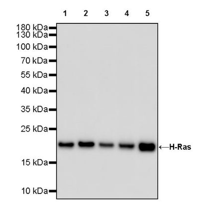 H-Ras Recombinant Rabbit mAb (S-1017-79)