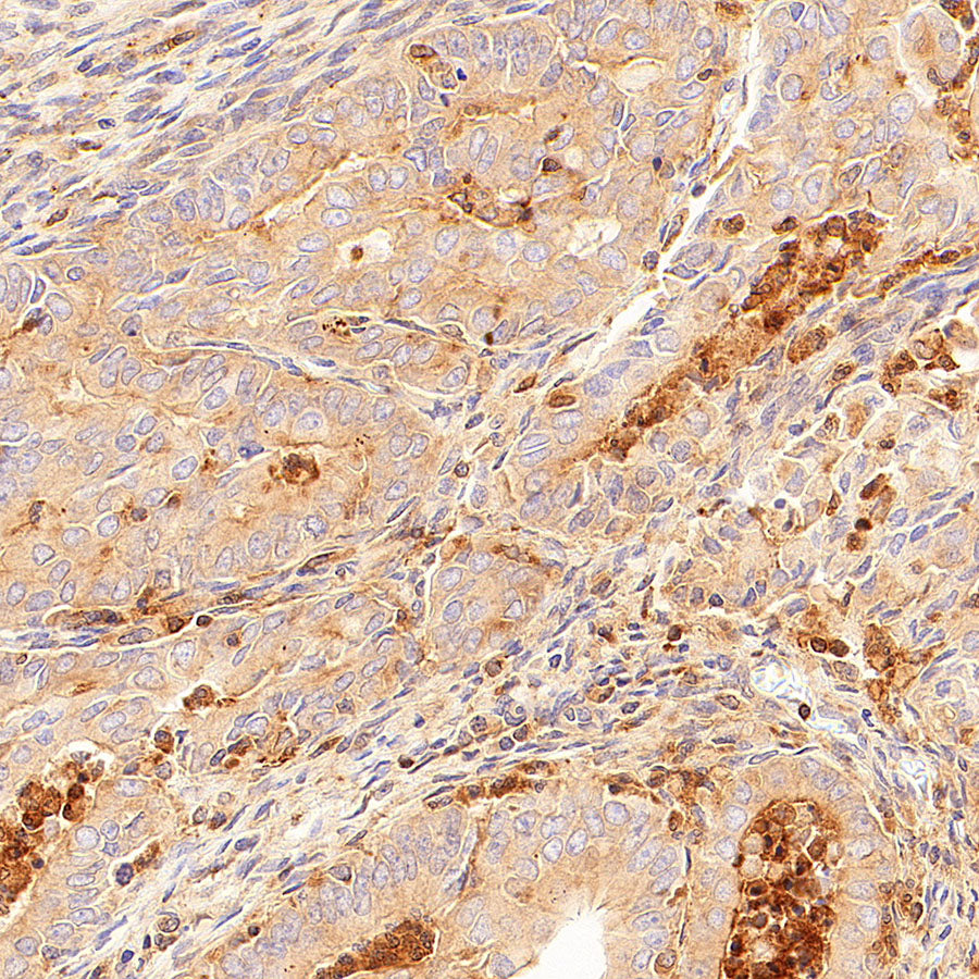 CDC42 Recombinant Rabbit mAb (S-6126)