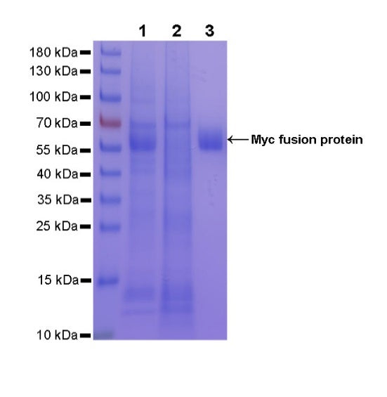 Rabbit Anti-Myc Tag Magnetic Agarose