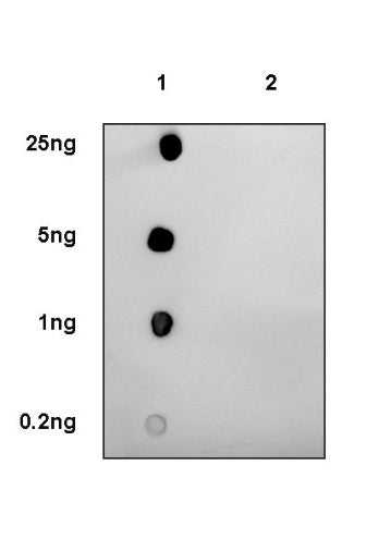 CREB (phospho S133) Recombinant Rabbit mAb (S-1100-102)
