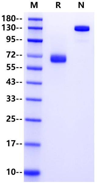 CD200 Fc Chimera Protein, Mouse