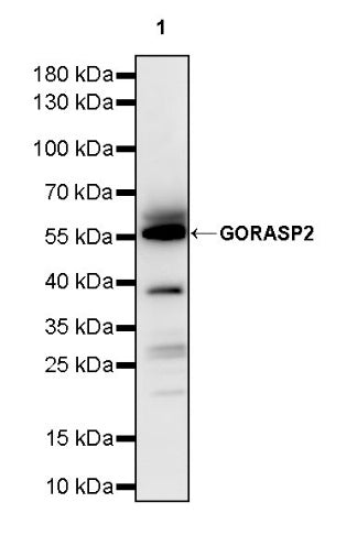 GORASP2 Recombinant Rabbit mAb (S-2526-47)