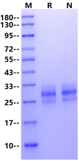 InVivo recombinant Flt-3L Protein, Mouse