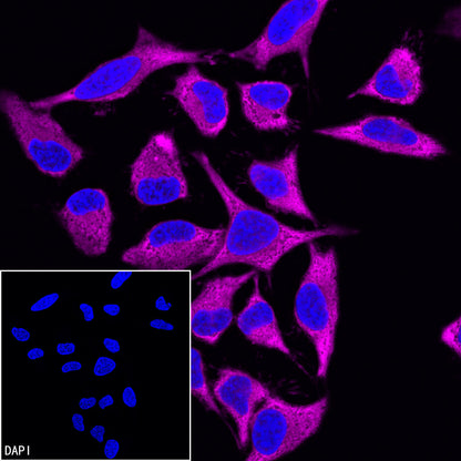 GAPDH Recombinant Rabbit mAb (Alexa Fluor® 647 Conjugate) (S-4718)