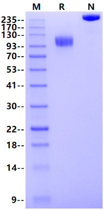PDGF R alpha/PDGFRA Fc Chimera Protein, Human