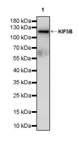 KIF5B+KIF5C Recombinant Rabbit mAb (S-2452-15)
