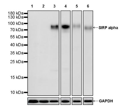 SIRP alpha Recombinant Rabbit mAb (S-2505-8)